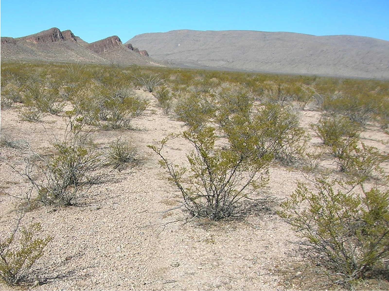 Coyame del Sotol