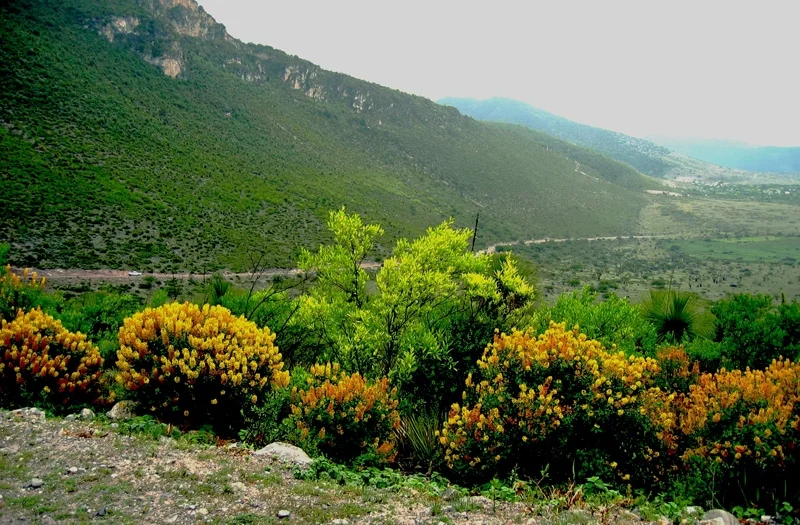 Miquihuana