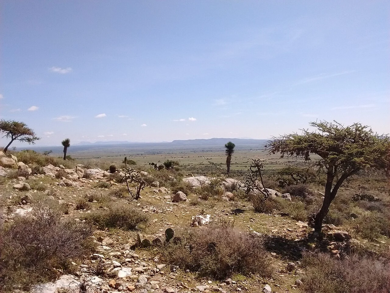 Ojocaliente