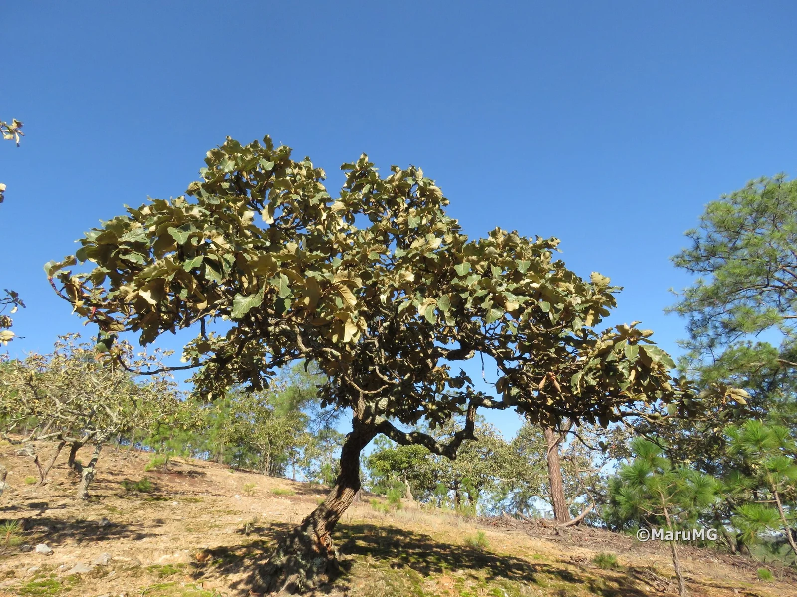 Atarjea