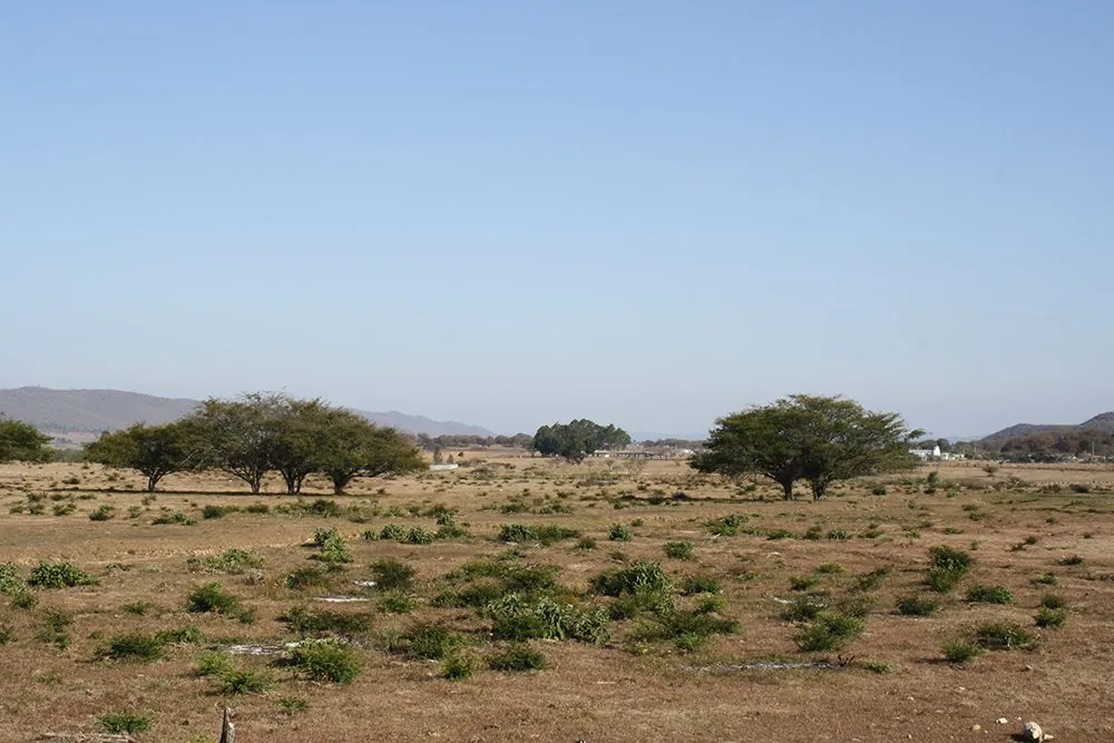 Las Margaritas