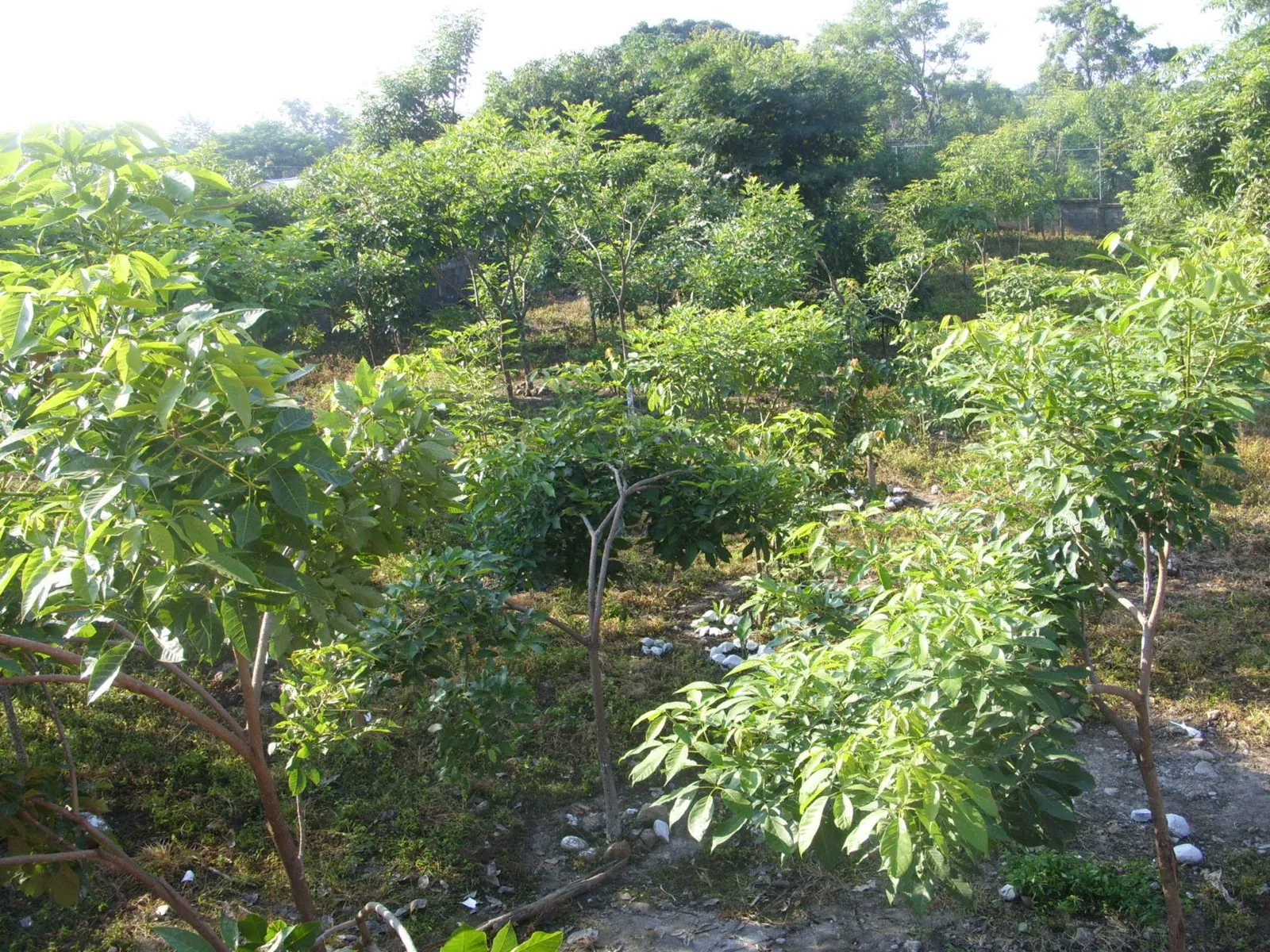 Totolapa