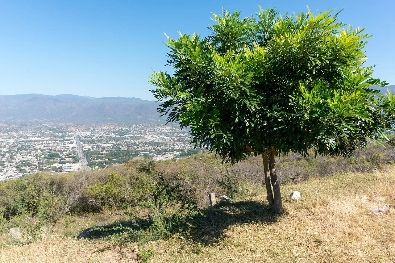 Iguala de la Independencia